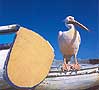 The mascot of the island, pelican "Petros"